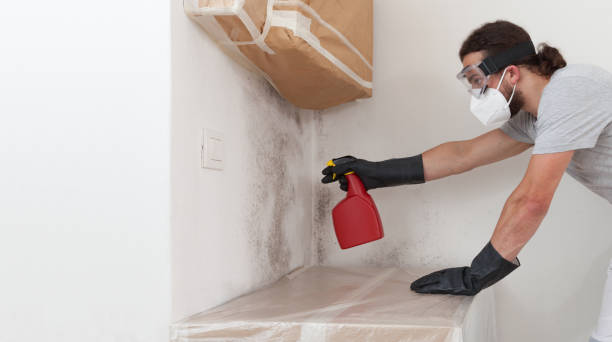 Professional Basement Mold Remediation technician working in Laurel, VA