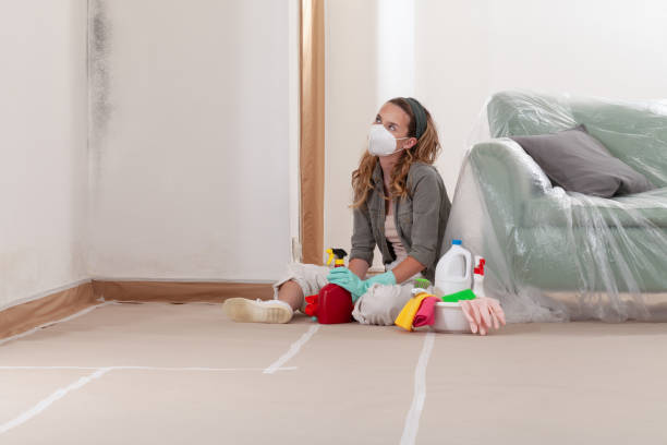 Reliable Basement Mold Remediation contractor in Laurel, VA by 24 Hour Mold Removal