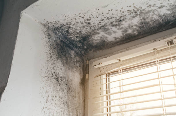 Affordable Basement Mold Remediation solutions in Laurel, VA